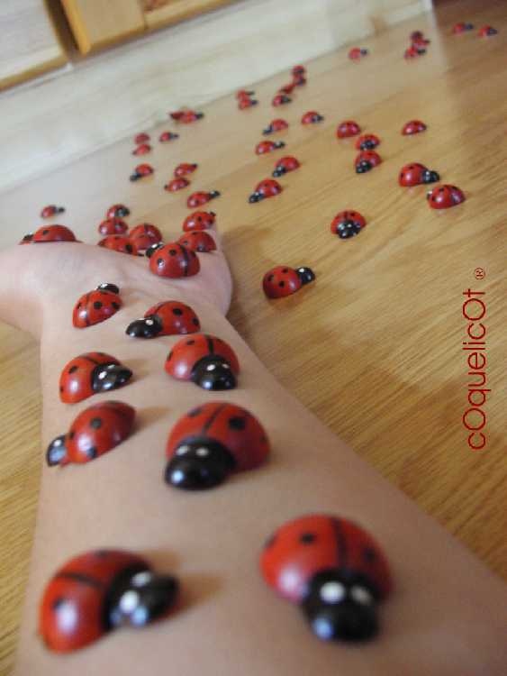 Ladybug 0I