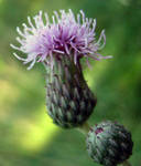 Thistle by Holly6669666