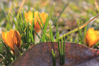 Yellow Flowers by Holly6669666