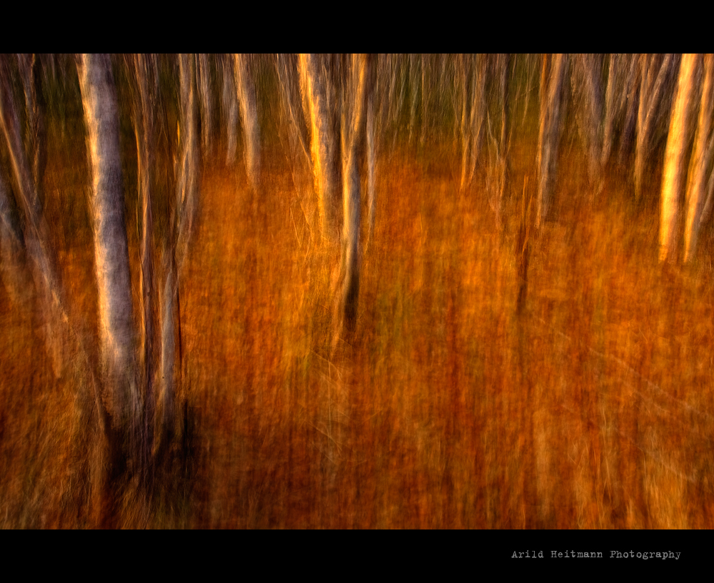 Golden Forest