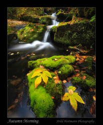 Autumn Morning