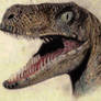 Age-12 Raptor