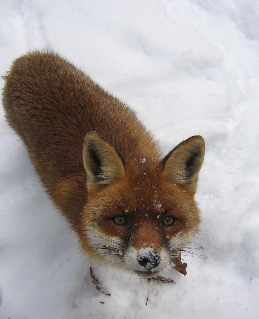 snow-clad nose