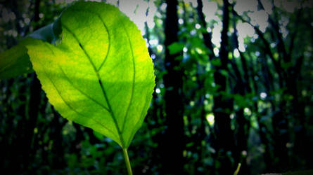 leaf in the summer