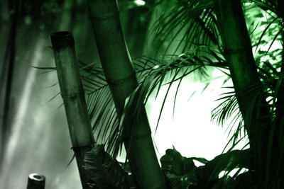 The Mist Bamboo Forest