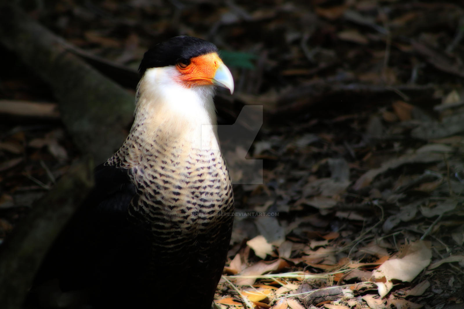 Dour Caracara