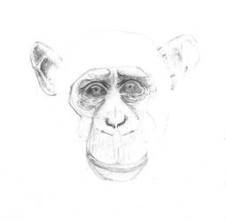 Cute Chimpanzee - WIP