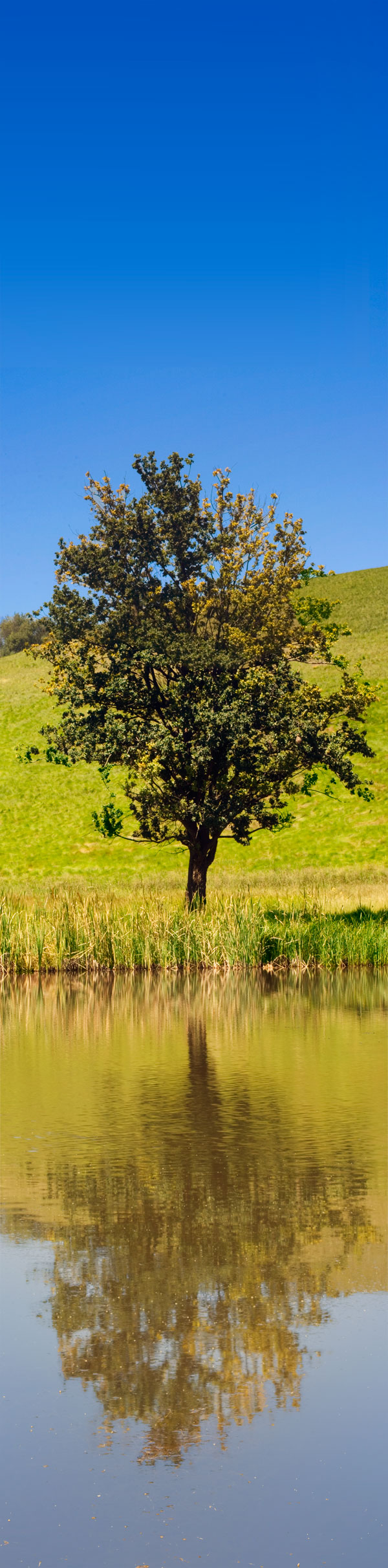 Vertical Tree Panoramic