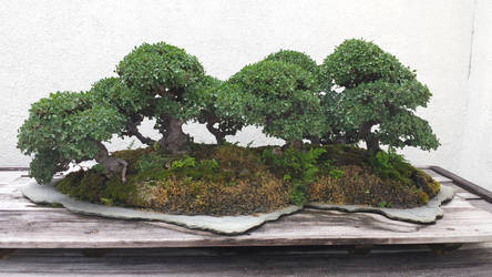 Ancient Bonsai