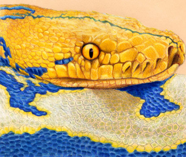 Python by TheLordOfCheese on DeviantArt