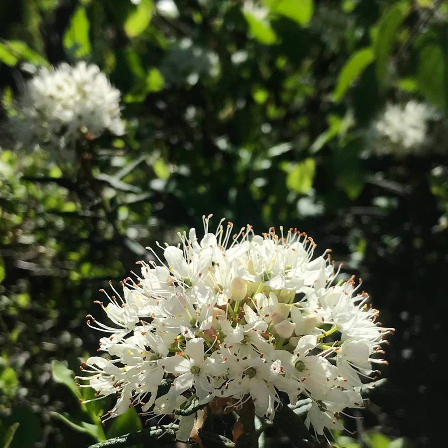 Labrador Tea by Crystalshowcase on DeviantArt