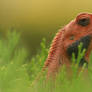 Oriental Garden Lizard