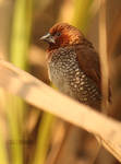 Scaly Breasted Munia by himphotography