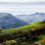Fox in the mountains