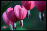 Bleeding Hearts by DragonInk7