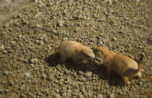 Prairie Dog Love