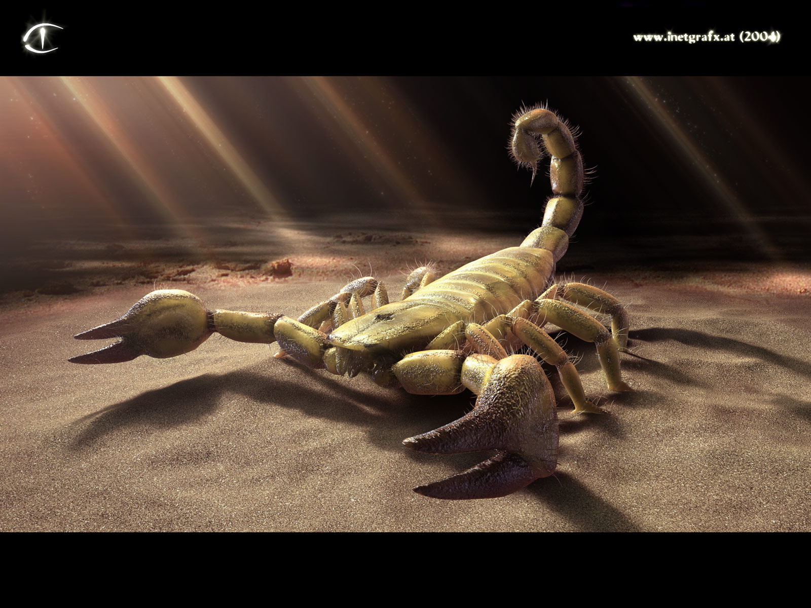 sand scorpion