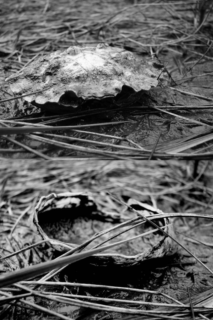 overturned-- the shell by gretavirginia on DeviantArt