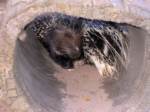 Prickly Nap