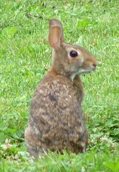 Wild Rabbit