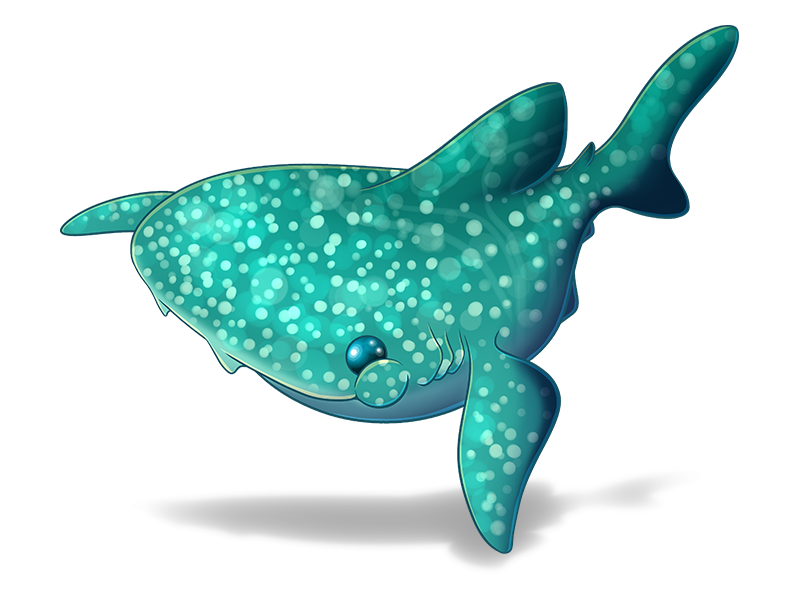 Fat Whale Shark