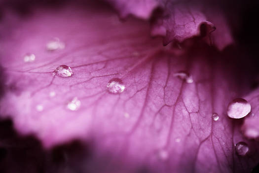 Purple Rain