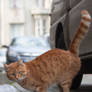 Orange colored Cat