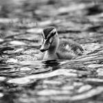 Duckling by adrenaline-rest