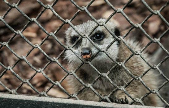 Meerkat