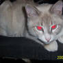 cat of red eyes