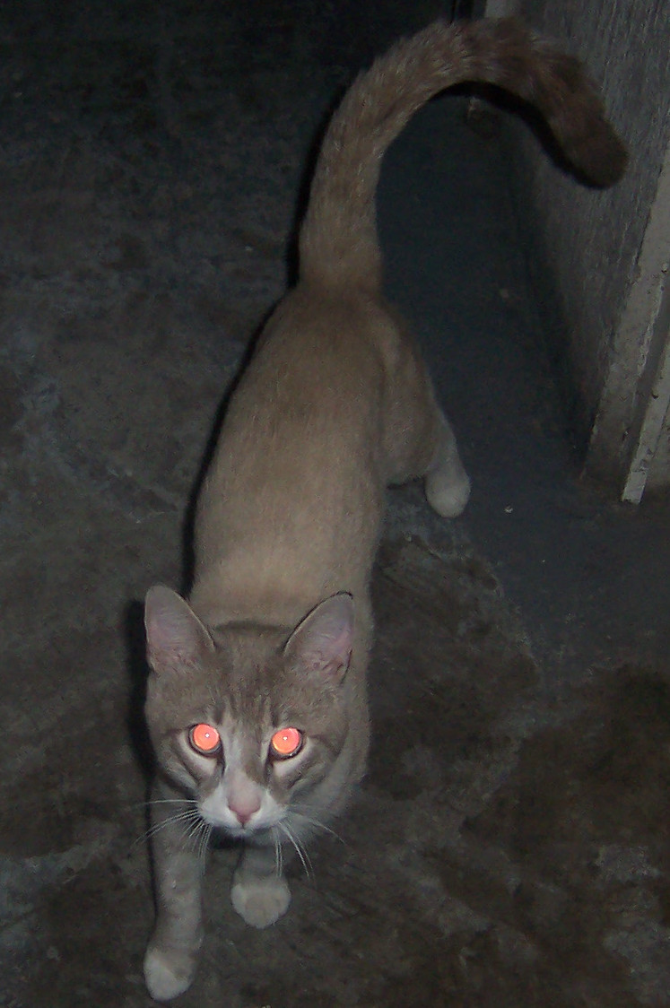 Cat of red eyes 2