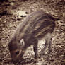 Warty Pig