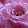 Pink Rose2
