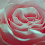 Pink Rose3