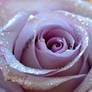 Lavender Rose1