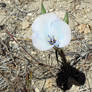 Heart Flower