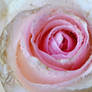 Pink Rose2
