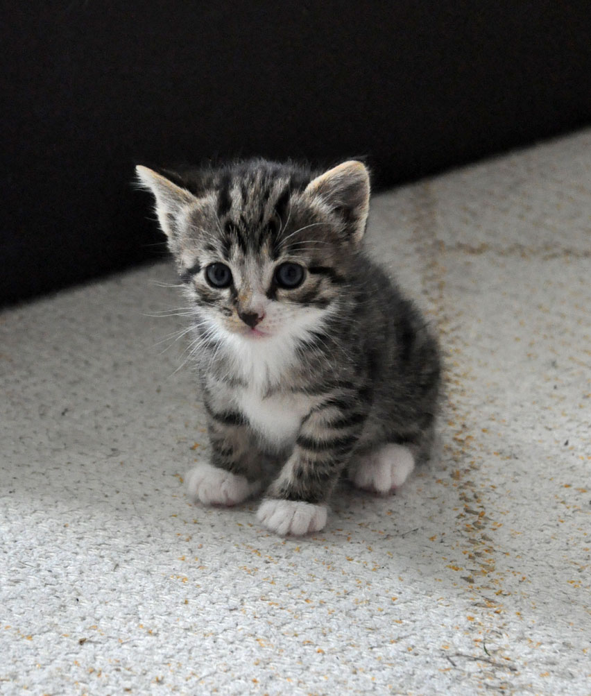 Kitten's 9: too cute...