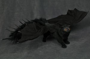 Black Bat Cat