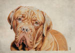 Realistic drawing of our Bordeaux Dog Rusty by JeanOldFirm