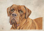 Realistic drawing of our Bordeaux Dog Fien by JeanOldFirm