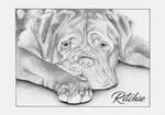 Realistic drawing of our Bordeaux Dog Ritchie by JeanOldFirm