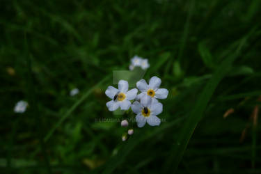 Flowers with bugs