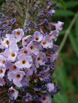 Purple flower