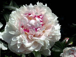 White Peony