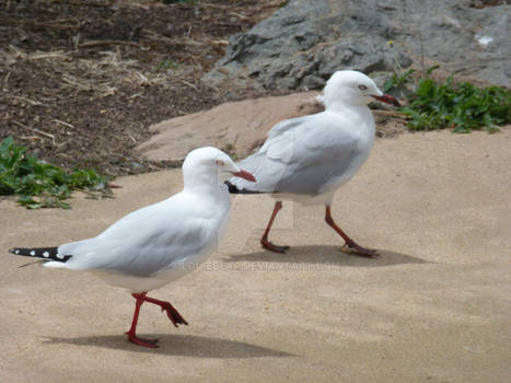 the bird walk