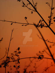 tree branch silhouette