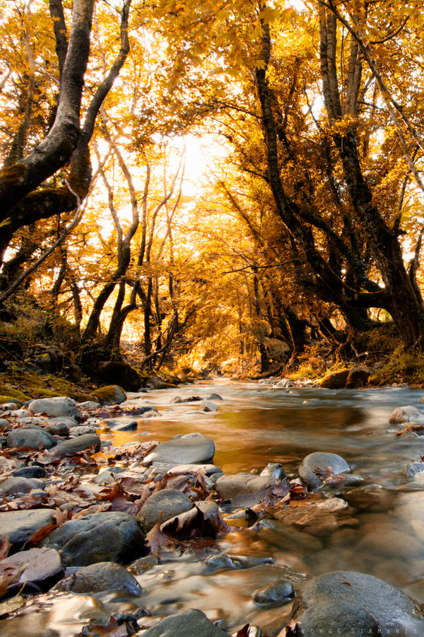 golden forest