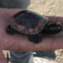 A small turtle souvenir