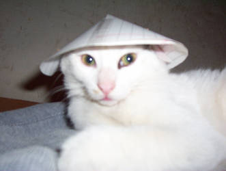 Fofuro with a Chinese hat